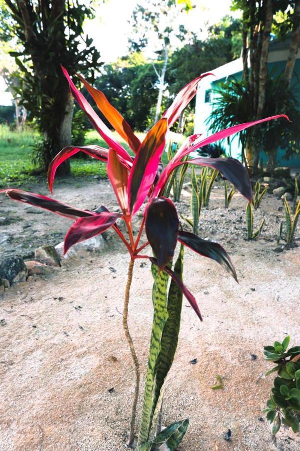 Otoch Beek Calakmul Bed & Breakfast Chicanna